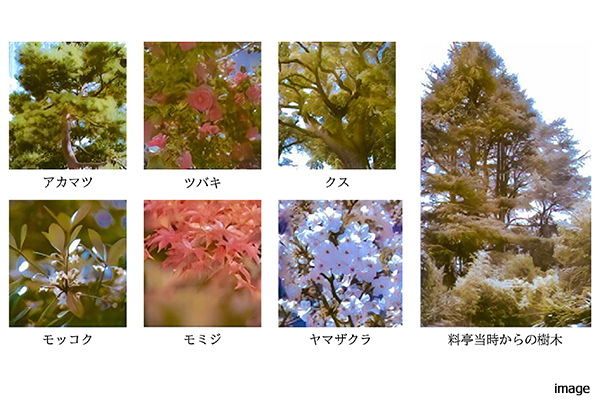 植栽イメージ| ザ・パークハウス広尾羽澤